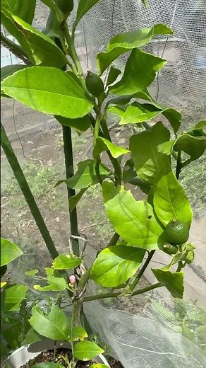 Lemon Trees in May: The First Fruits Appear! How to Protect Your Harvest from Pests Using Netting...