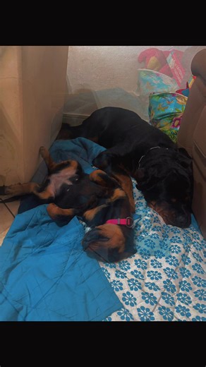 #rottweiler #cucciolo #dog #puppy #pppppppppppppppp MAFIA & YRA ❤️