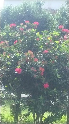 Beautiful Red Flower Tree in Full Bloom 🌺🌳