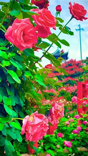 Beautiful natural gardens #rose #terracegardenindia #flowers #plantsofindia #nature #garden #flower