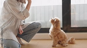 A focused Maltipoo dog receiving training from its owner in a bright, cozy home setting by the window.
