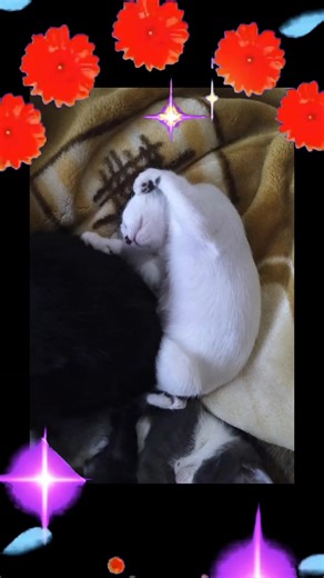 Dorinha França no TikTok