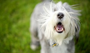 How To Make A Dog Bark