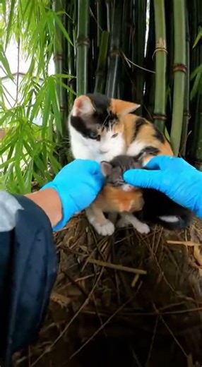 Mother cat and kittens under bamboo tree rescued #cat #rescue #kitten