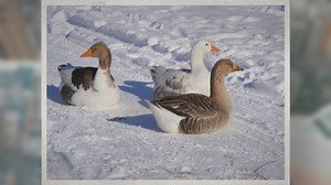 What Do Geese Eat in the Winter?