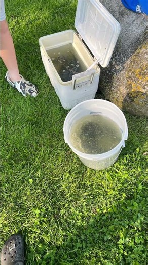 Lots of fishes #fishing #freshwaterfish #bassfishing