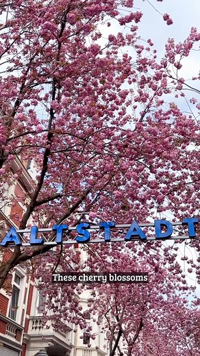 17K views · 585 reactions | Bonn is one of the best places in Germany to see Cherry Blossoms  People come from near and far to see these famous trees blend in with the city's old architecture. | DW Travel | Facebook