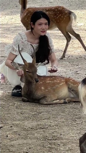 「奈良公園のシカと特別な思い出」#奈良公園 #シカ #日本旅行 #自然の美しさ #ショート動画