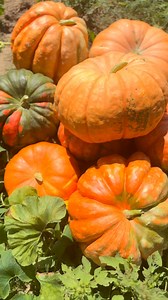 Today was the first day of HARVEST!!! 🎃🎃🎃🎃 So many pumpkins!!! Big ones, small ones, round ones, long ones, bumpy ones and more!! We are not selling just yet though!! We need to wash, grade and price them. We will bring some to markets this weekend and then next week we will do some shop days at the pumpkin patch!!! So keep watch for updates!! | Penton Farms