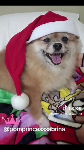 POM Princess Sabrina Is In Uniform And Ready To Start Her First Day On The Job As Santa's Personal Assistant! What Do U Think? Does She Look The Part? !🤩🎄🥰 #puppytravel #pomeranianlove #pomeranianpuppy #princesssabrina #pomeranian #pomprincess #pomprincesssabrina #pomeranian #pom #puppymodels #puppylifestyle #puppylife🐶💙 #thesantaclause