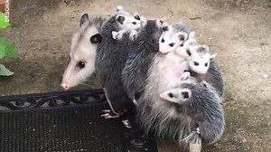 Baby opossums hitch ride on mama's back in Pennsylvania