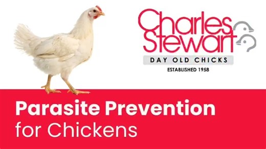 43 reactions | 襁 Parasite Prevention for Chickens  Keeping your...