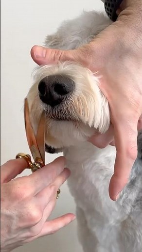 Bernedoodle Grooming at Home