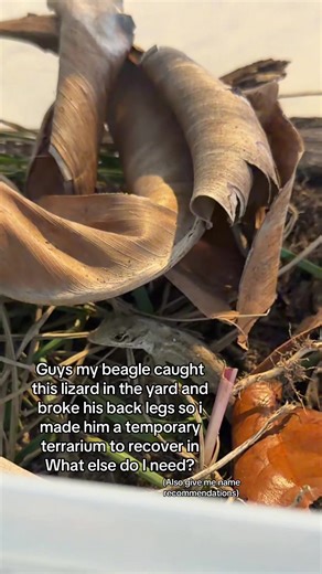 Creating a Recovery Habitat for a Injured Lizard