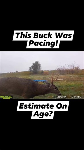 Any guesses on age of this great looking buck? Redneck Hunting Blinds hay bale blind! #new #reels #bigbuck #deer #deerhunting | KOAM Outdoors LLC