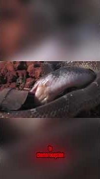 Top Biologist Reveals SNAKE'S Shocking Ability to Track Prey