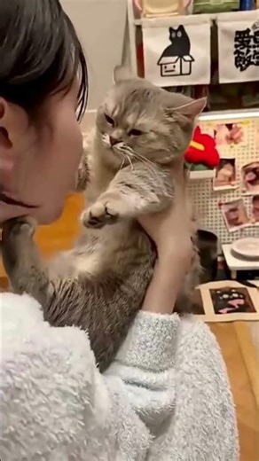 Too Cute & Too Mad 😾😂 Angry Cats Compilation