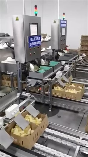 This is how hatcheries in China look. While the facilities are impressive, we believe the operations might be overly mechanized for the adorable chicks. What are your thoughts on this level of mechanization? | Poultrycare.ng