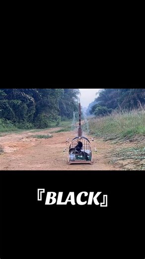 Pikat burung Kacer paling unik di sawah 🕊️ . . . . . . #semuaorang #pengikut #penggemarberat #sorotan #pikatmuraibatu #นกต่อบินหลาดง #bẫychíchchòelửa | Dunia Binatang
