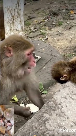 baby monkey falls to death