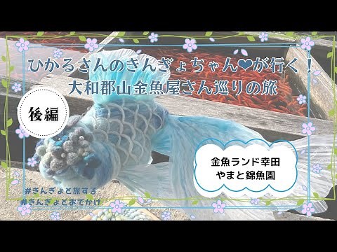 金魚仲間と行く🐟️大和郡山金魚屋巡り【後編】金魚ランド幸田・やまと錦魚園