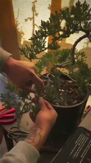 StatMap Monthly Distribution Reversal & wiring bonsai ❤️‍🔥