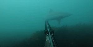 VIDEO. Saint-Malo : "Ma rencontre avec un requin à 20 mètres de la côte"