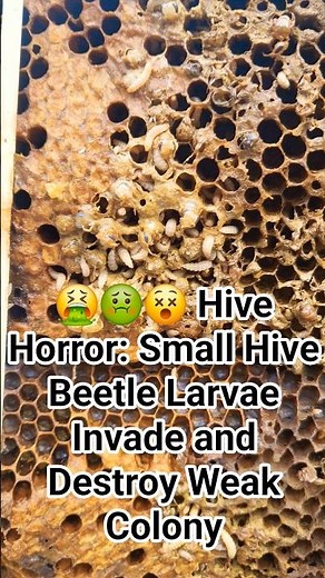 Hive Horror: Small Hive Beetle Larvae Invade and Destroy Weak Colony
