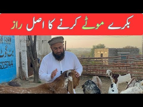 Why Your Goats Are Not Gaining Weight (Real Solution)