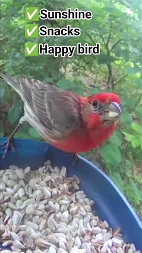 Pretty bird checks all the boxes ✅