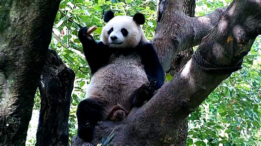 Where is my steamed panda bread? Has anyone seen it? (Chun Yu) #panda #CCRCGP #PandaLife #HiPanda For more panda information, please check out: https://en.ipanda.com | iPanda