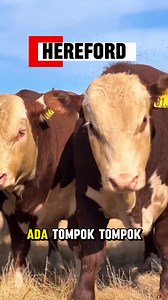 Kenali 15 baka-baka lembu terbaik di Dunia (Reel) Belgian Blue, Ankole Watusi, Boran, Brahman, Angus, Hereford, Jersey, Charolais, Limousin, Simmental, Holstein, Texas Longhorn, Nelore, Bucking Bull and Toro Bravo | Pesan Atok