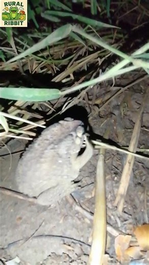 Toads | Catching toads #Shorts