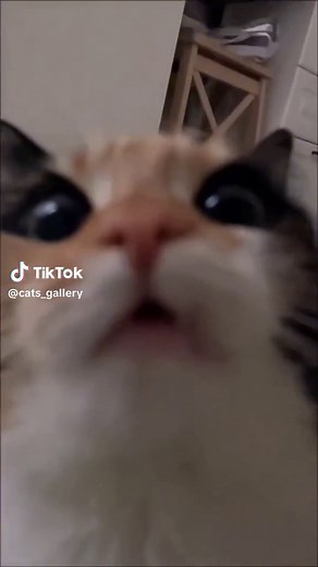 Calico Cat Close-Up: Adorable Indoor Moments