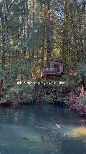 Unplug in a forest with seven treehouses 🌲 our whimsical bed and breakfast is just 30 minutes from Seattle, Washington. The perfect place to reset this spring 🌷🌿 #treehouse #getaway #peaceful #forest #washington