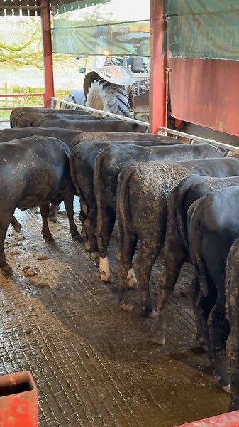 Heifer Calf Pulling & Farm Life Update