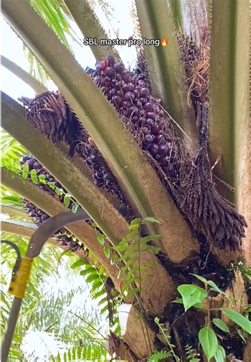 Sbl Master Pro: Inovasi Alat Panen Sawit