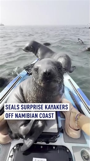 A kayaking trip off the coast of Namibia turned into chaos when a group of playful seals climbed aboard a tourist’s boat during a close encounter caught on camera. Footage filmed by blogger Andrei Vlasenko shows the seals jumping onto the kayak, rocking it, splashing into the water and scrambling over each other as he struggled to keep his balance. Vlasenko said the group had travelled to a seal rookery on Africa’s southwest coast expecting a close-up wildlife experience — but not quite this clo
