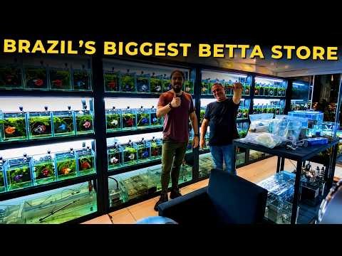 🔴I Visited the Biggest Betta Fish Store in Brazil… INSANE! |Mr. Betta|