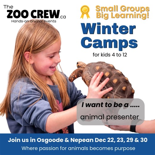 Winter Break is coming fast — and Nepean is already 60% full! ❄️✨ Give your child a week filled with real animals, hands-on activities, and winter magic they’ll remember forever. At The Zoo Crew’s Winter Camps, your child will dive into: 🐰 Hands-on animal time 🦎 Winter-themed learning adventures 🐢 Activities designed to spark confidence, curiosity, and joy ✨ Half-day registration now open ✨ Explore the daily themes here: https://www.thezoocrew.ca/post/winter-break-camp-faq-everything-you-need