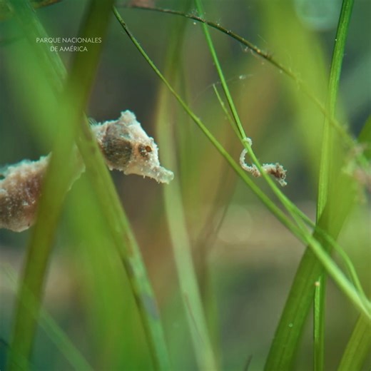 El caballito de mar, perteneciente al género Hippocampus, es un pez diminuto cuyo nombre proviene de la peculiar forma de su cabeza, similar a la de un caballo en miniatura. Su tamaño puede oscilar entre un centímetro y medio y 35 centímetros, y se encuentra en las aguas costeras tropicales y templadas del mundo, nadando erguido entre algas y otras plantas. Debido a la morfología de su cuerpo, este animal es un nadador poco eficiente y puede morir de agotamiento al nadar contra la corriente. Se 