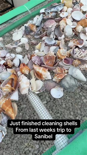 Just got done cleaning my seashells from last weeks trip to Sanibel Island. Some really awesome shells for crafts and displays. #sanibel #seashells #beachcombing #shells #nighthunting