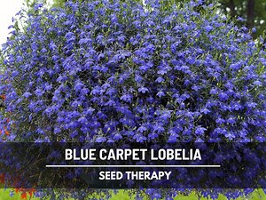 Blue Carpet Lobelia Seeds – Heirloom, Groundcover & Hanging Basket Favorite (100 Seeds) - Etsy