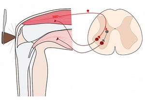 2-Minute Neuroscience: Knee-jerk Reflex