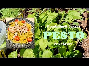 Quick PESTO Recipe | Delish cookeen