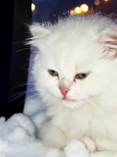 Abandoned Tiny Kitten Rescued from Freezing Cold