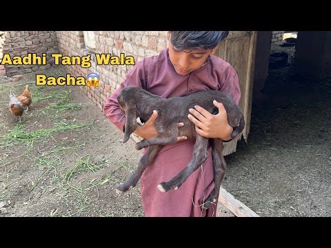 Hamari bakri ka bacha aadhi tang ke sath paida hua 😢 Haqeeqat dekhain