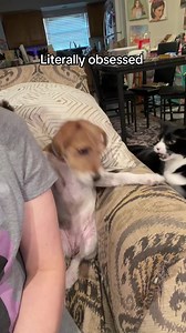 My dog is afraid of cats #funnycat #cutecat #foryou #tiktok #fyp | cat