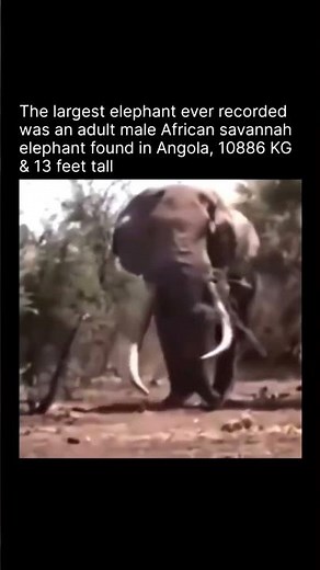 The largest elephant ever found