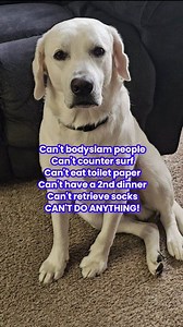 "What was I made for?!" -Roman 😪 #labsofinstagram #retriever #labradorretriever #bestfriend #englishlab #labrador | Roman the English Lab